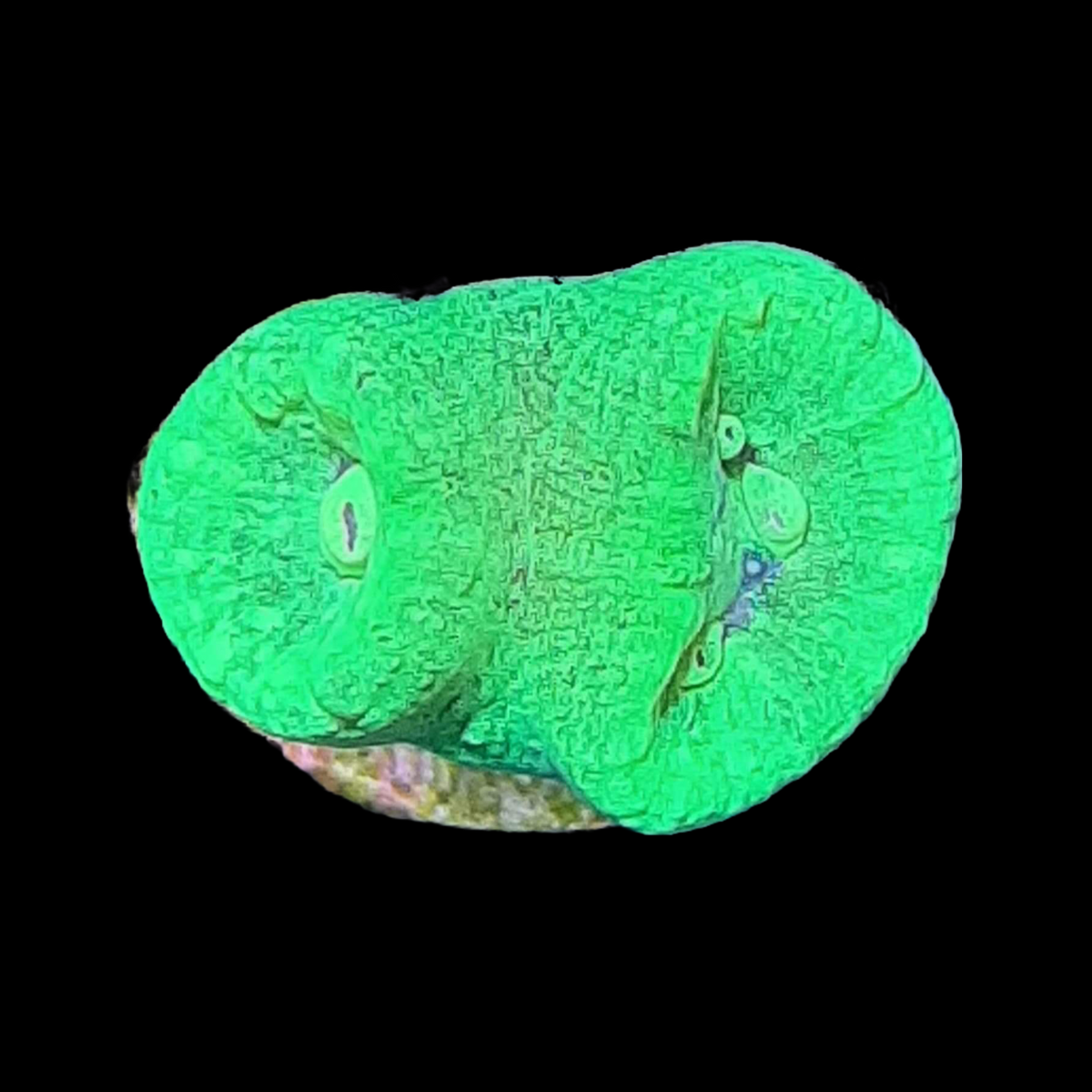 Toxic Green Candy Cane