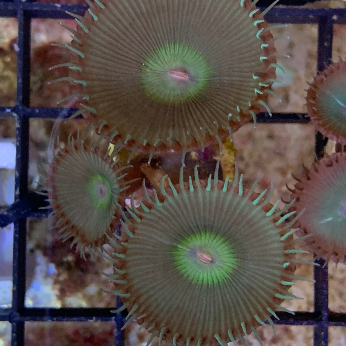 3 Polyp Saturn’s Ring paly Zoa
