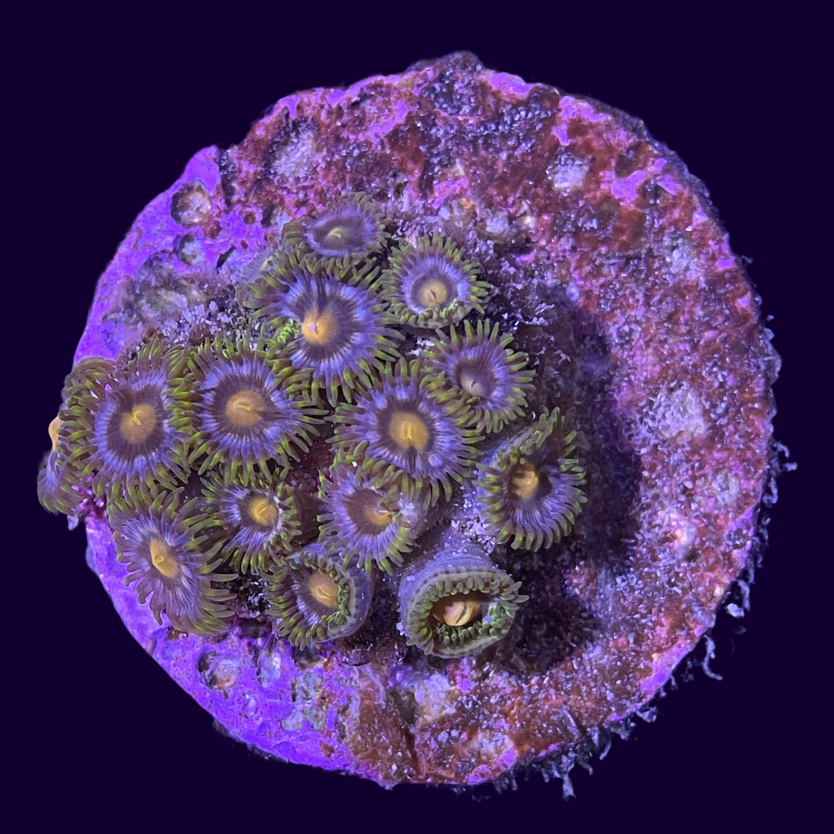 Large Zoa Frag