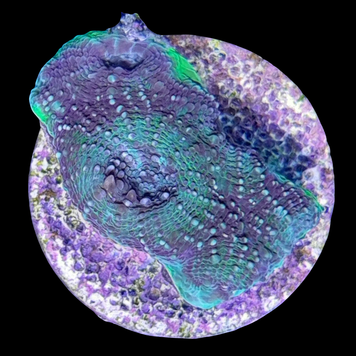 Green Eye Acan Echinata