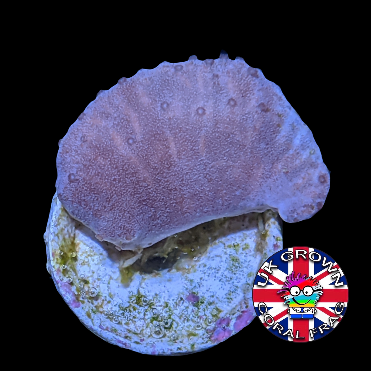 Sinularia Dura (UK Grown)