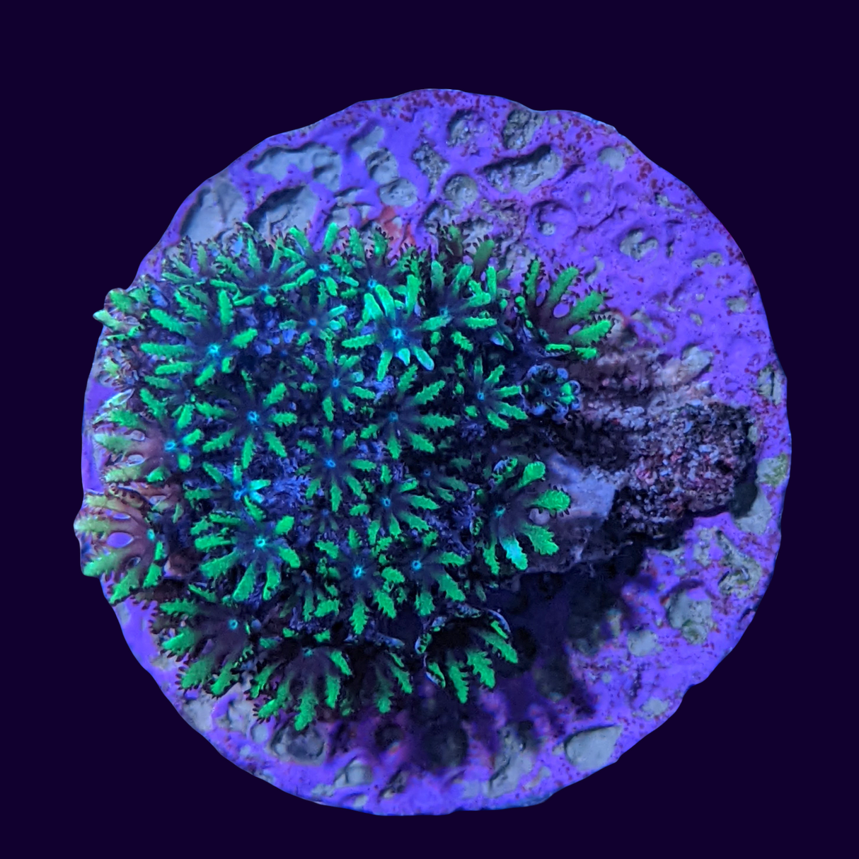 Blue Cauliflower Coral