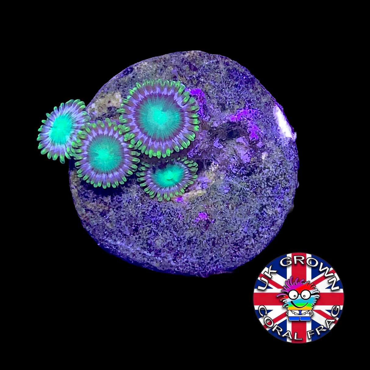 Zoa Frag (UK Grown)