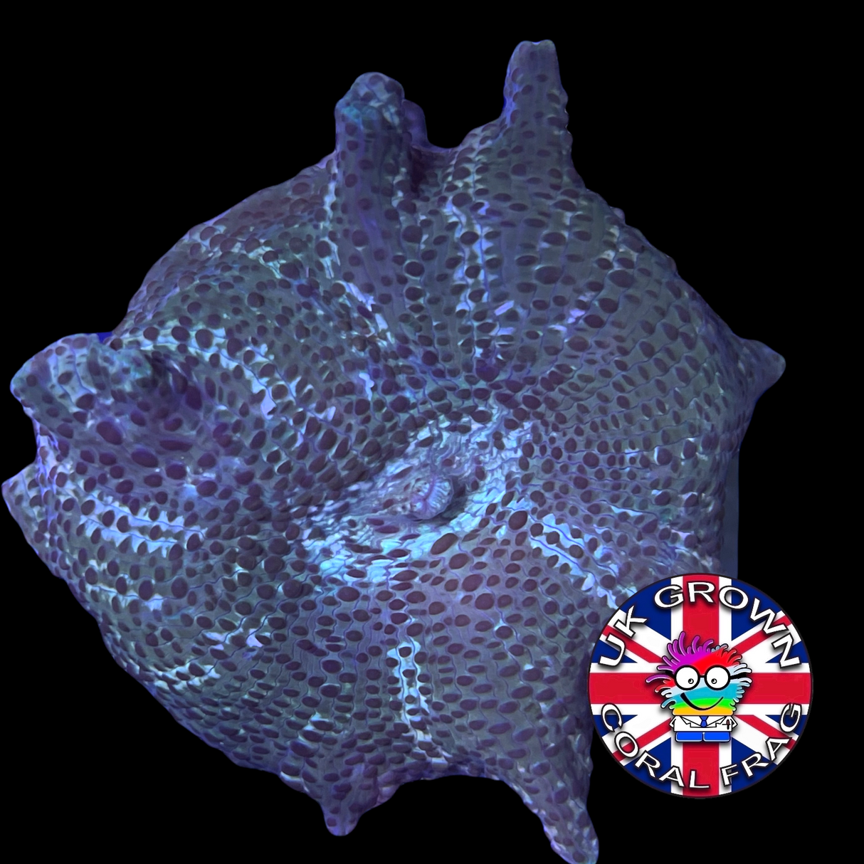 Large White Stripe Green Mushroom (UK Grown)