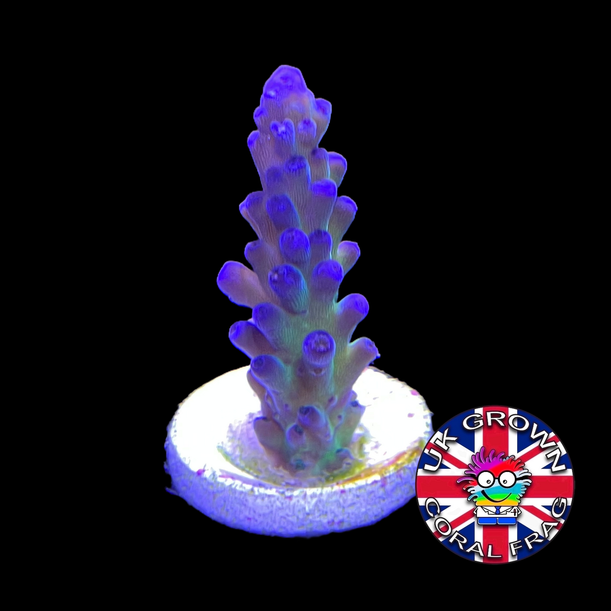 California Tort Acropora Frag (UK Grown)