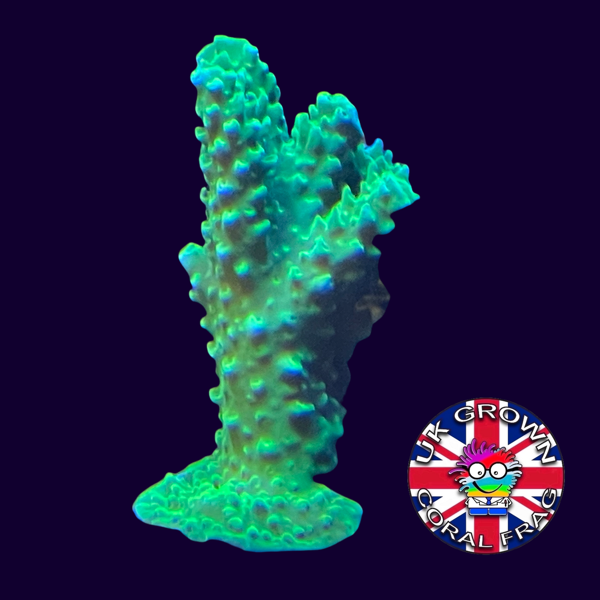 Bali Green Slimer Acropora Frag (UK Grown) Collection Only