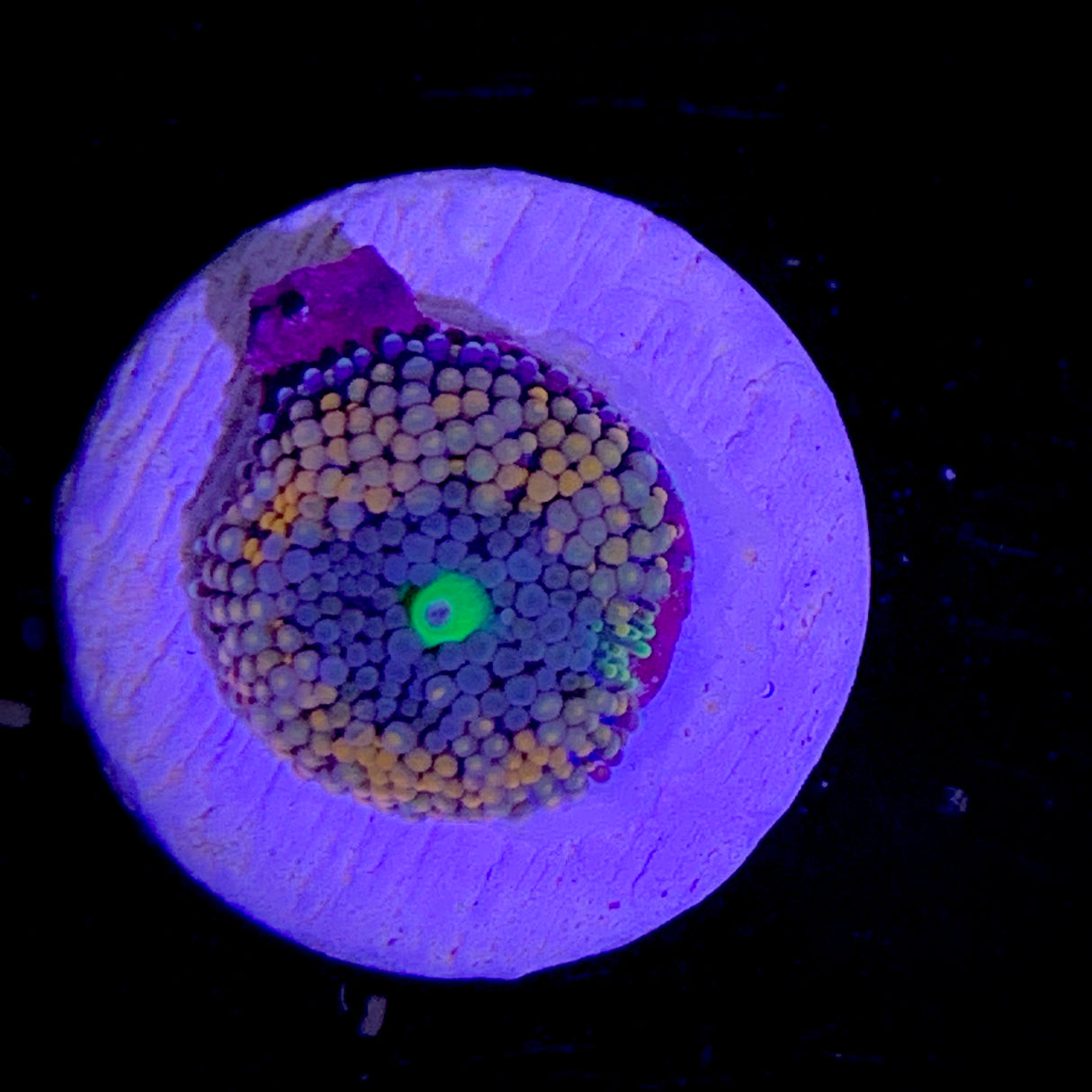 Ricordea Florida