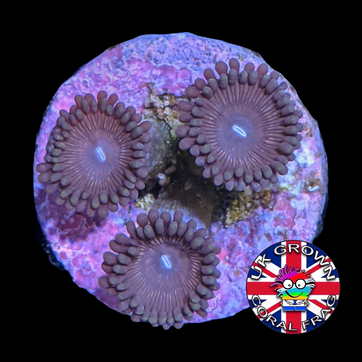 Pink Passion Zoa Frag (UK Grown)