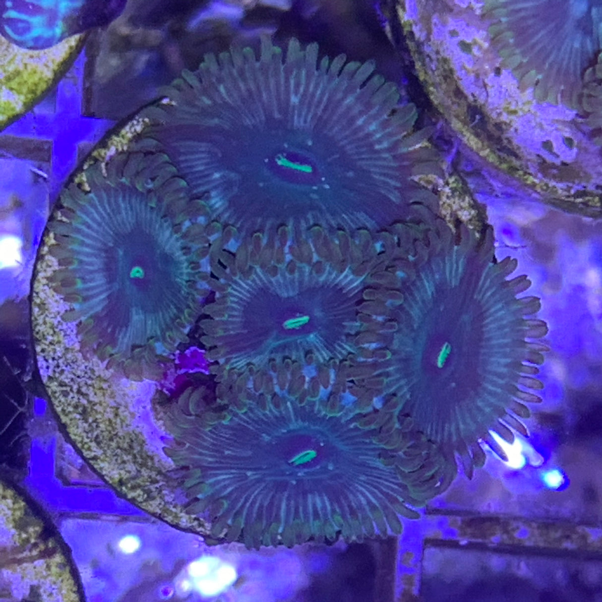 5 polyp Zoa frag