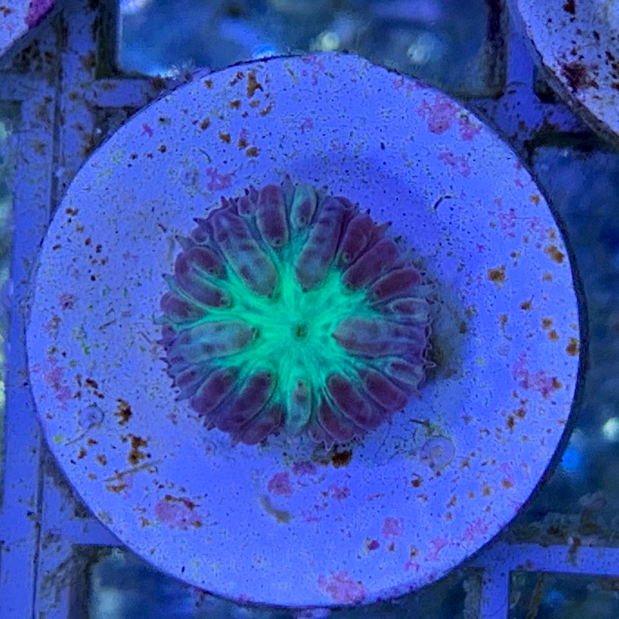 Blastomussa Merletti
