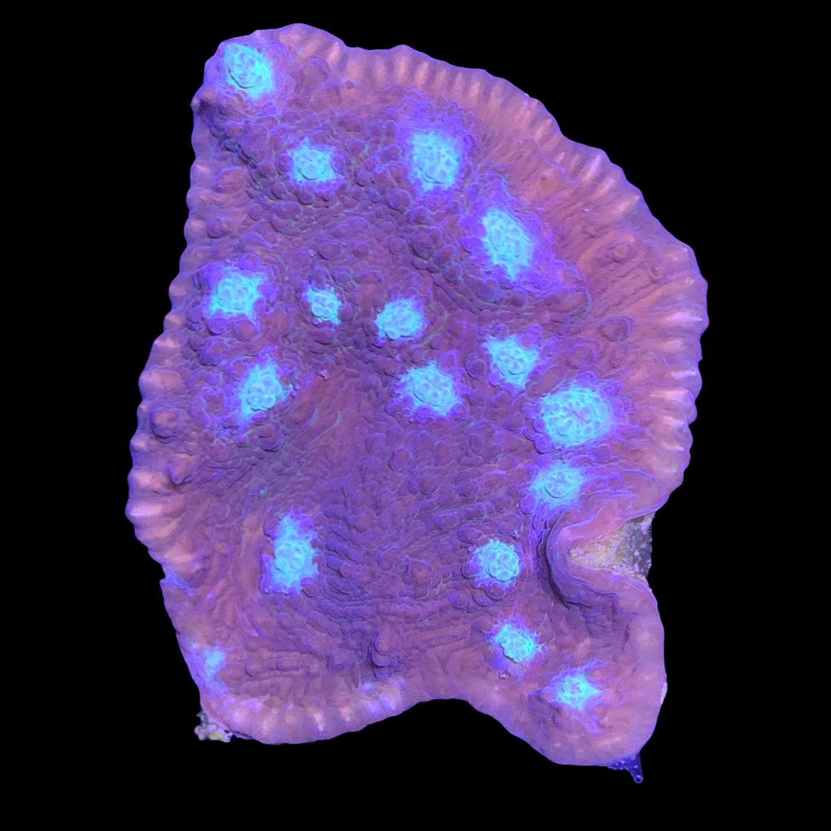 Orion's Maze Chalice XL