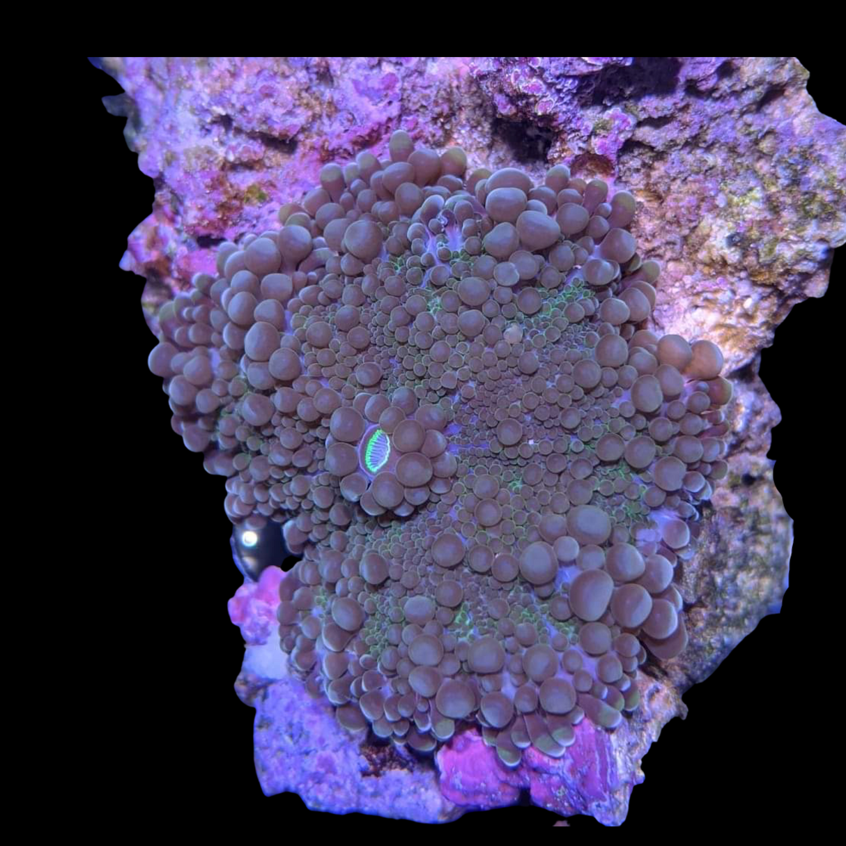 Rhodactis Mushroom