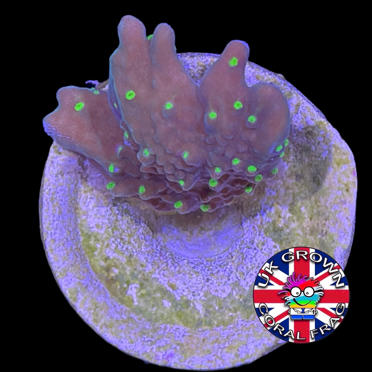 Hirsuta Montipora (UK Grown)