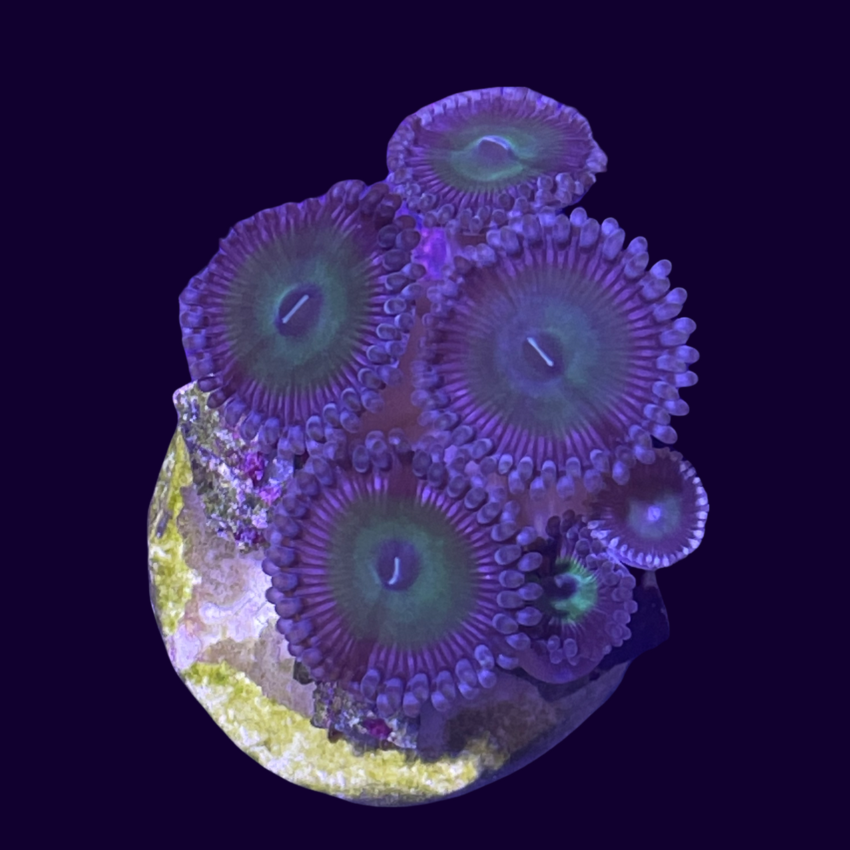 Zoa Mini Colony