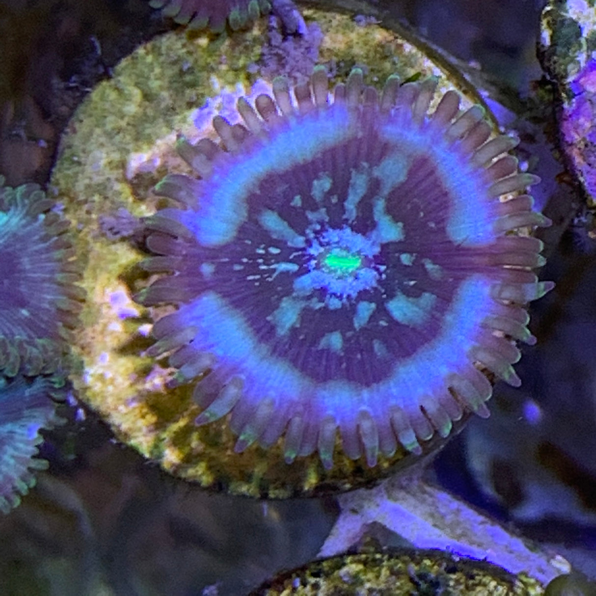 1 polyp Zoa frag