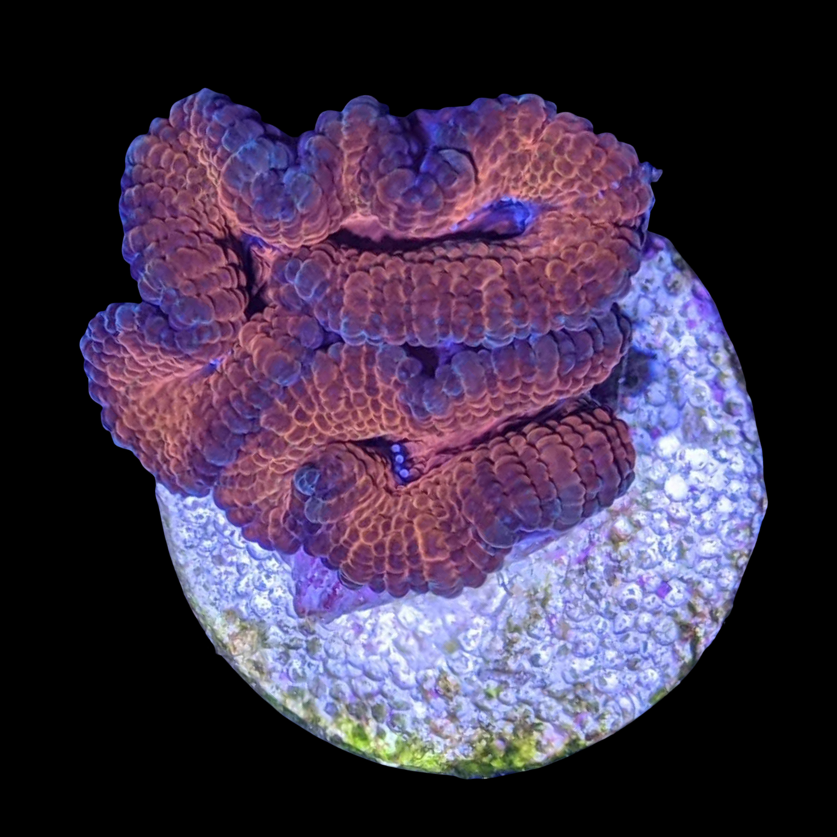 Acanthastrea Lordhowensi