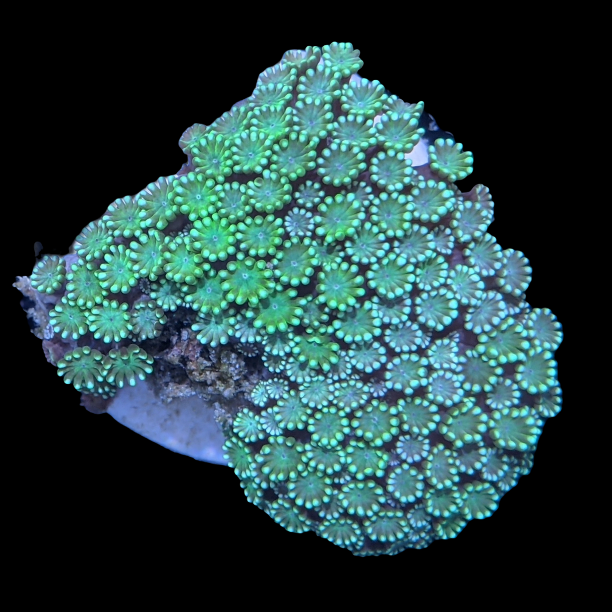 Green Alveopora
