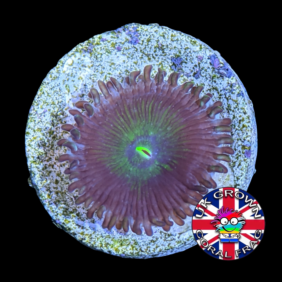 Green People Eater Zoa Frag (UK Grown)