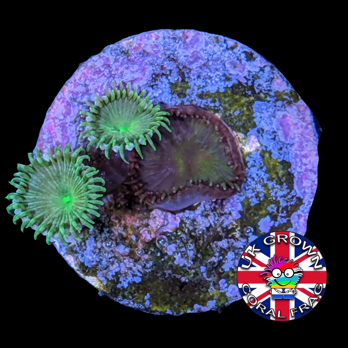 Green Paly Zoa Frag (UK Grown)