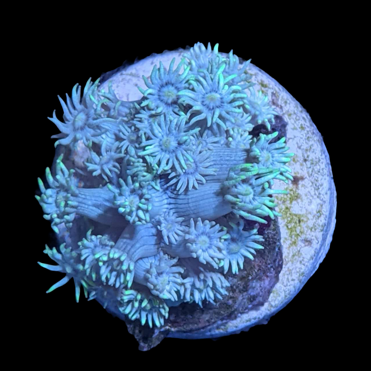 Mint Green Goniopora