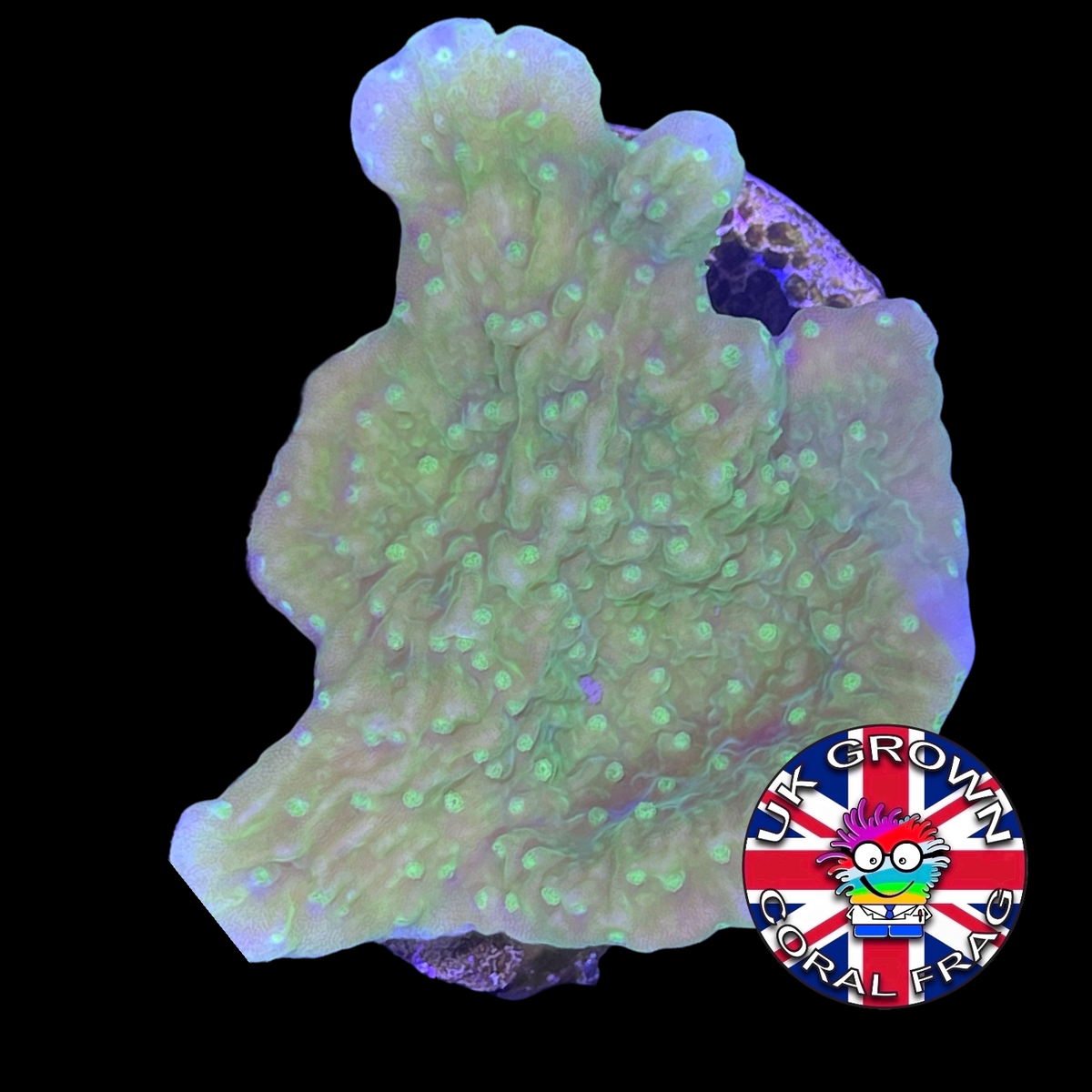 Green plating Montipora (UK Grown)