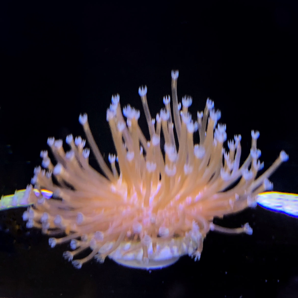 Toadstool