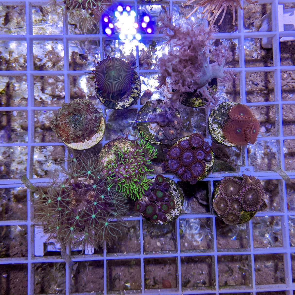 Soft Coral Starter Pack