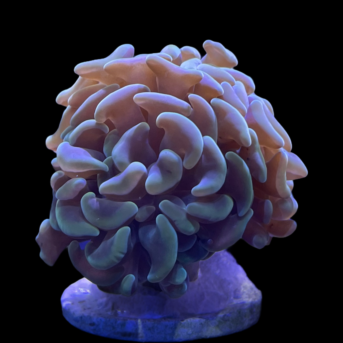 Aquacultured Indonesian Hammer Frag