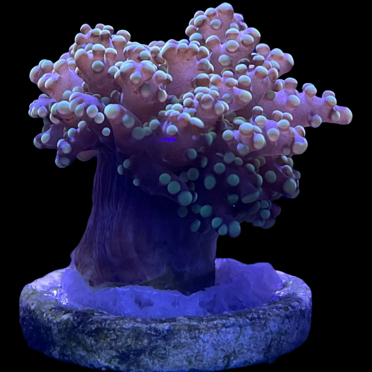 Aquacultured Indonesian Frogspawn Frag