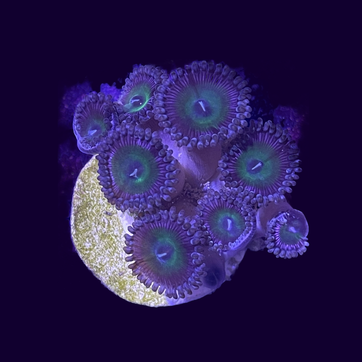 Zoa Mini Colony