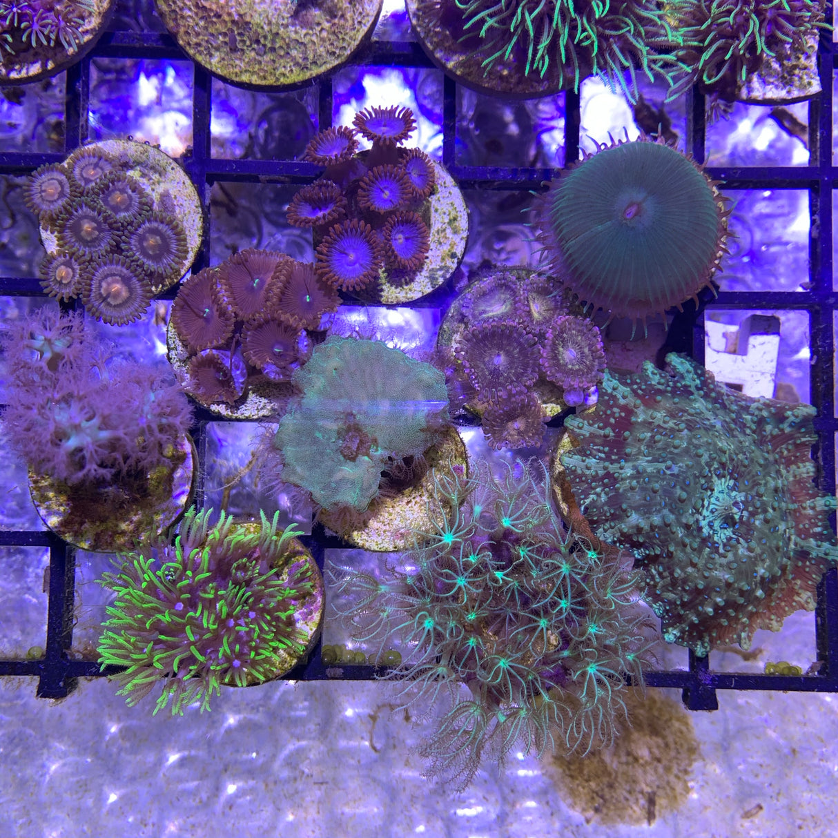 Soft Coral Starter Pack