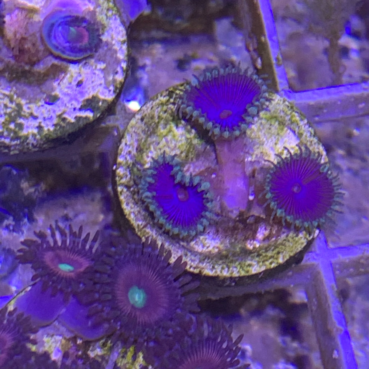 3 polyp Zoa frag