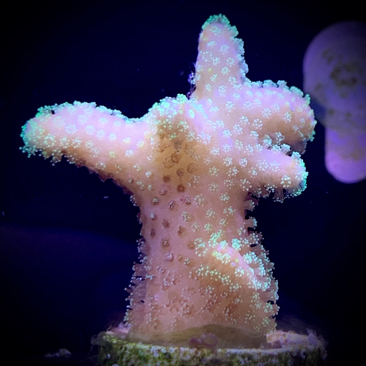 Light green Stylophora