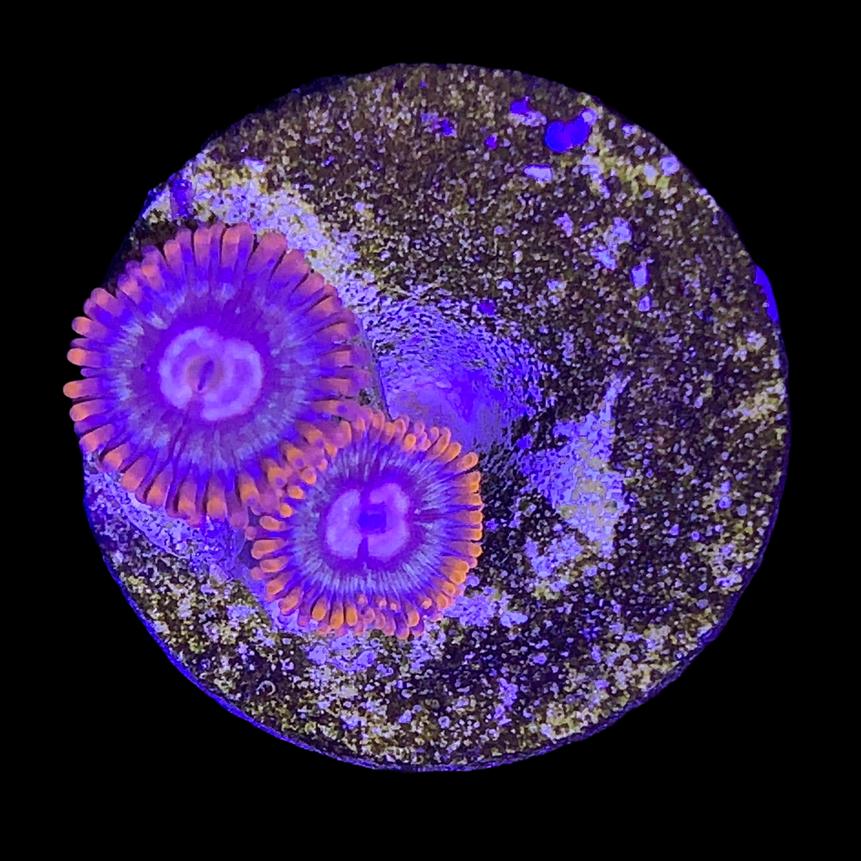 Zoa Frag