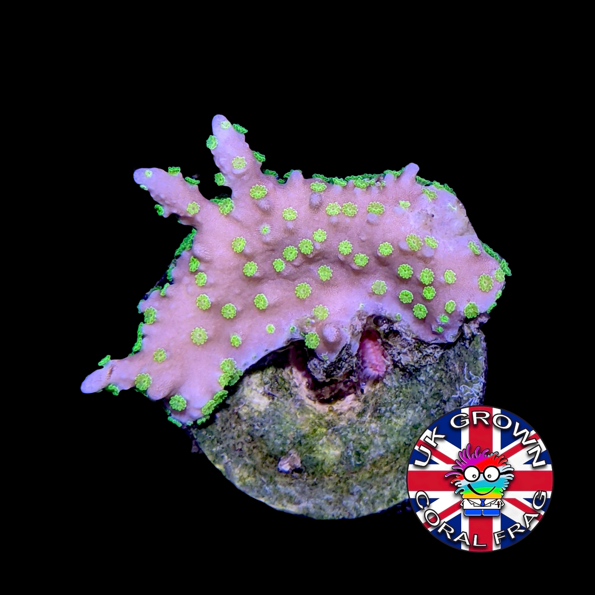 Hirsuta Montipora (UK Grown)