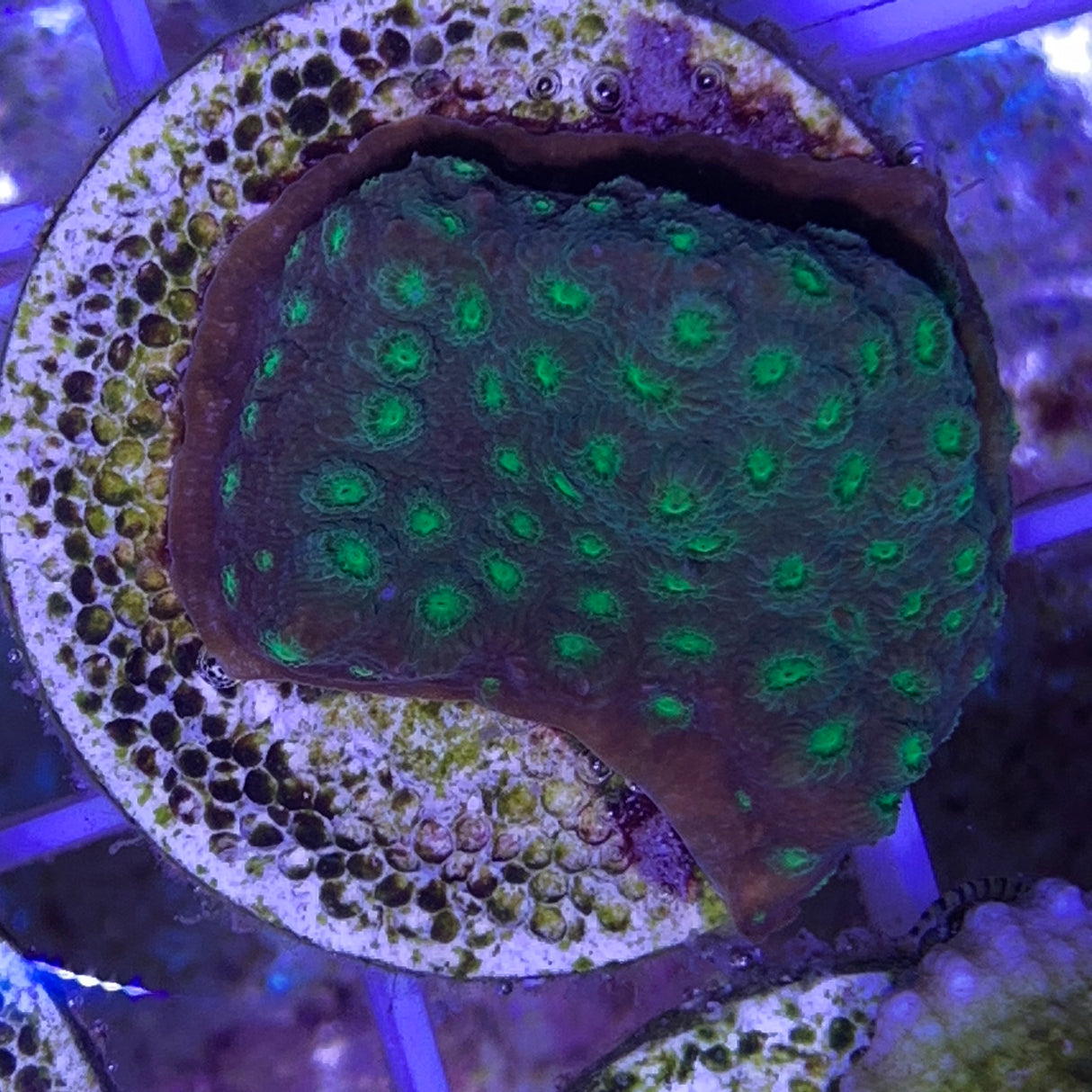 Green Cyphastrea