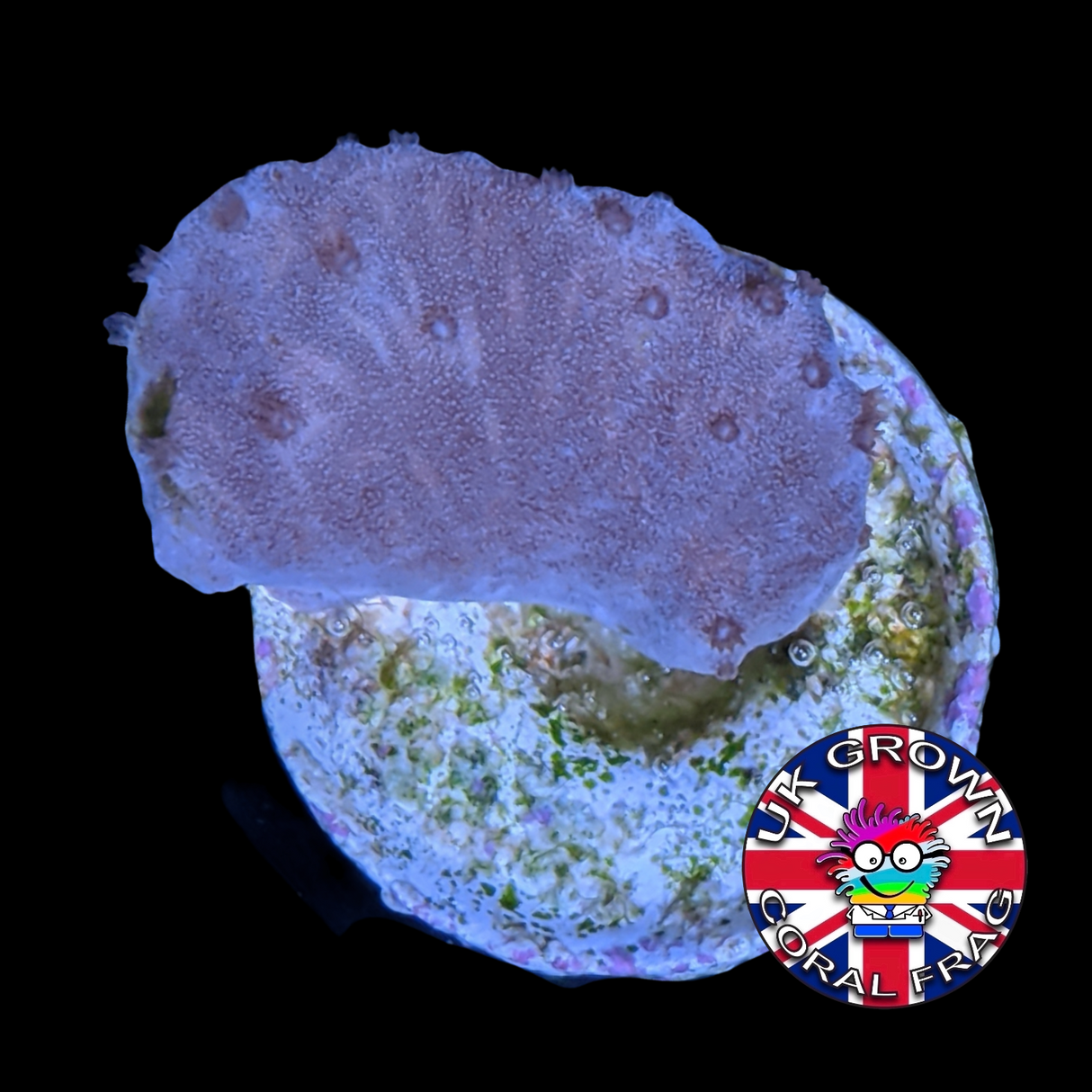 Sinularia Dura (UK Grown)