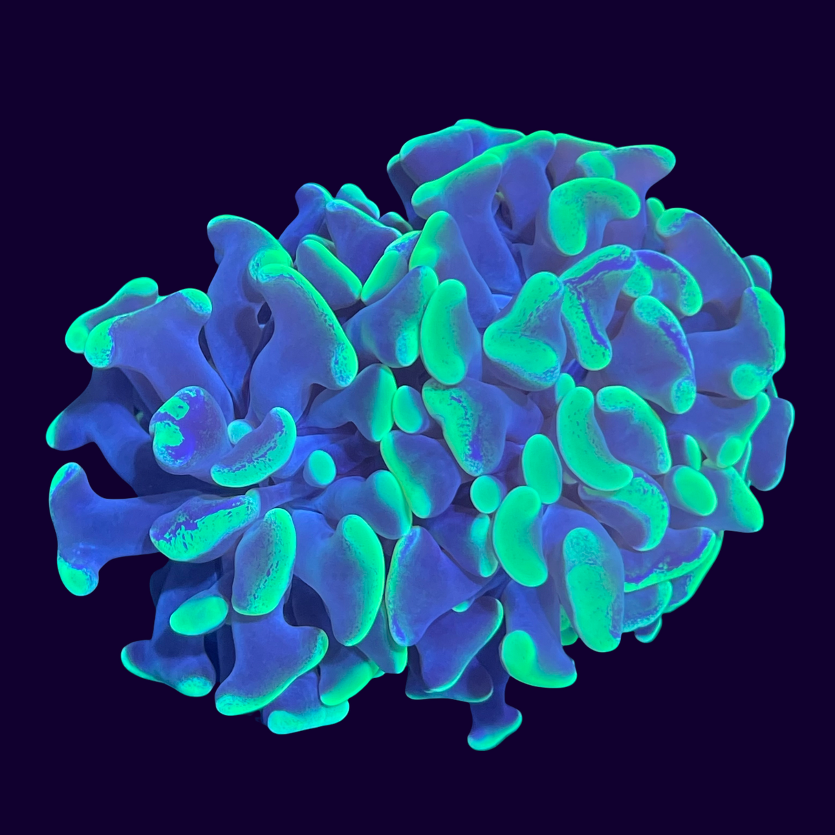 Aquacultured Indonesian large Hammer Frag