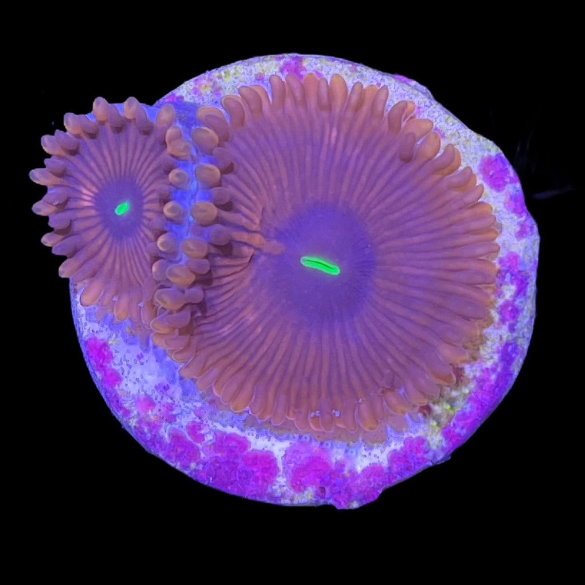 Red People Eater Zoa Frag