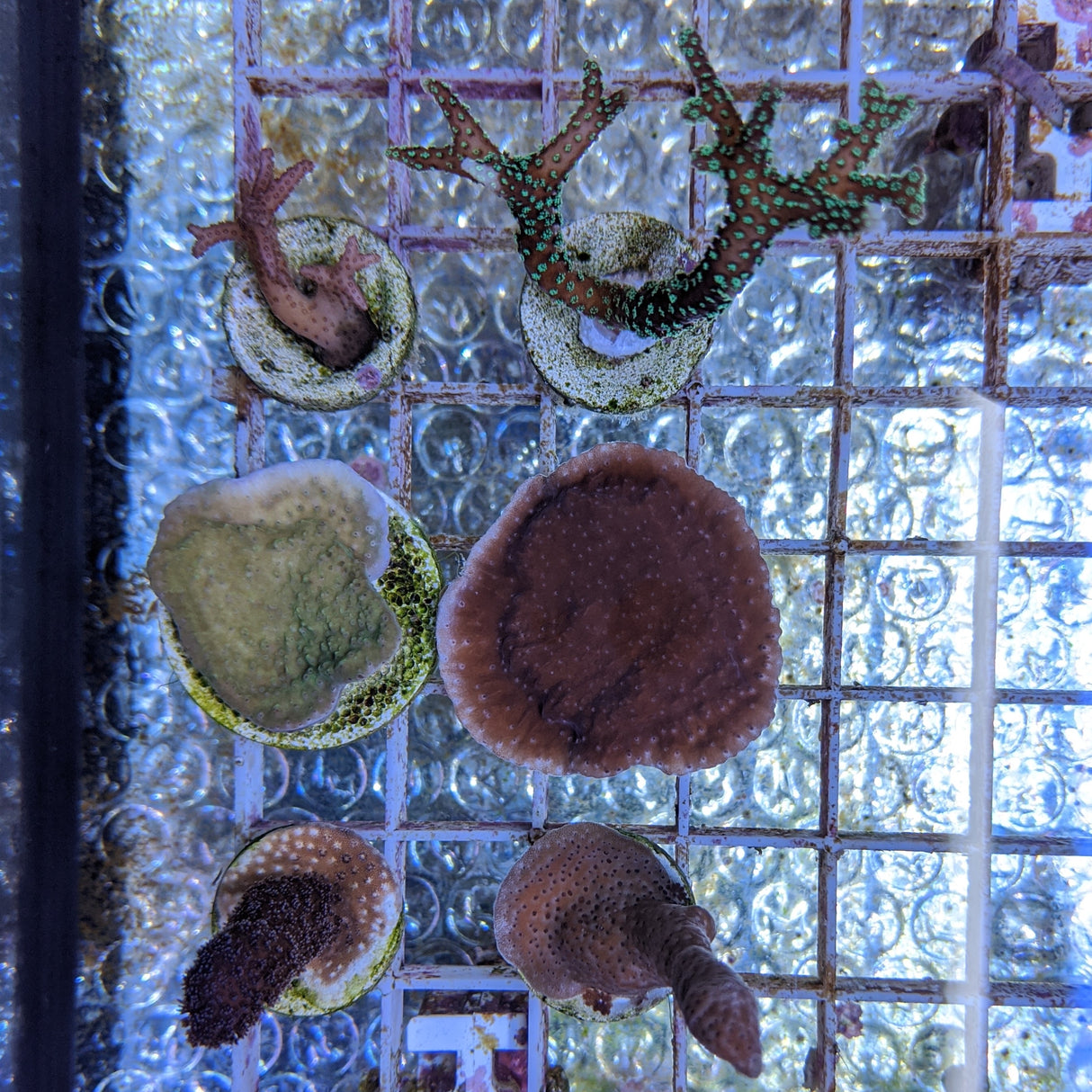 SPS Coral Starter Pack