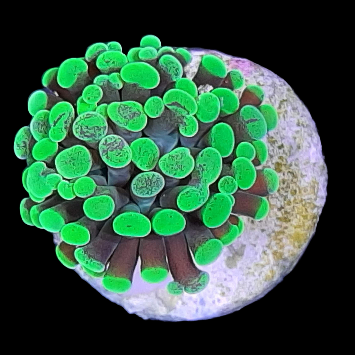 1 Head Small hammer Frag