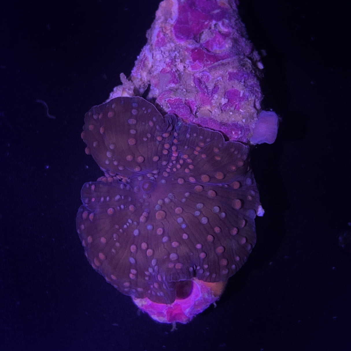 Spotted Mushroom
