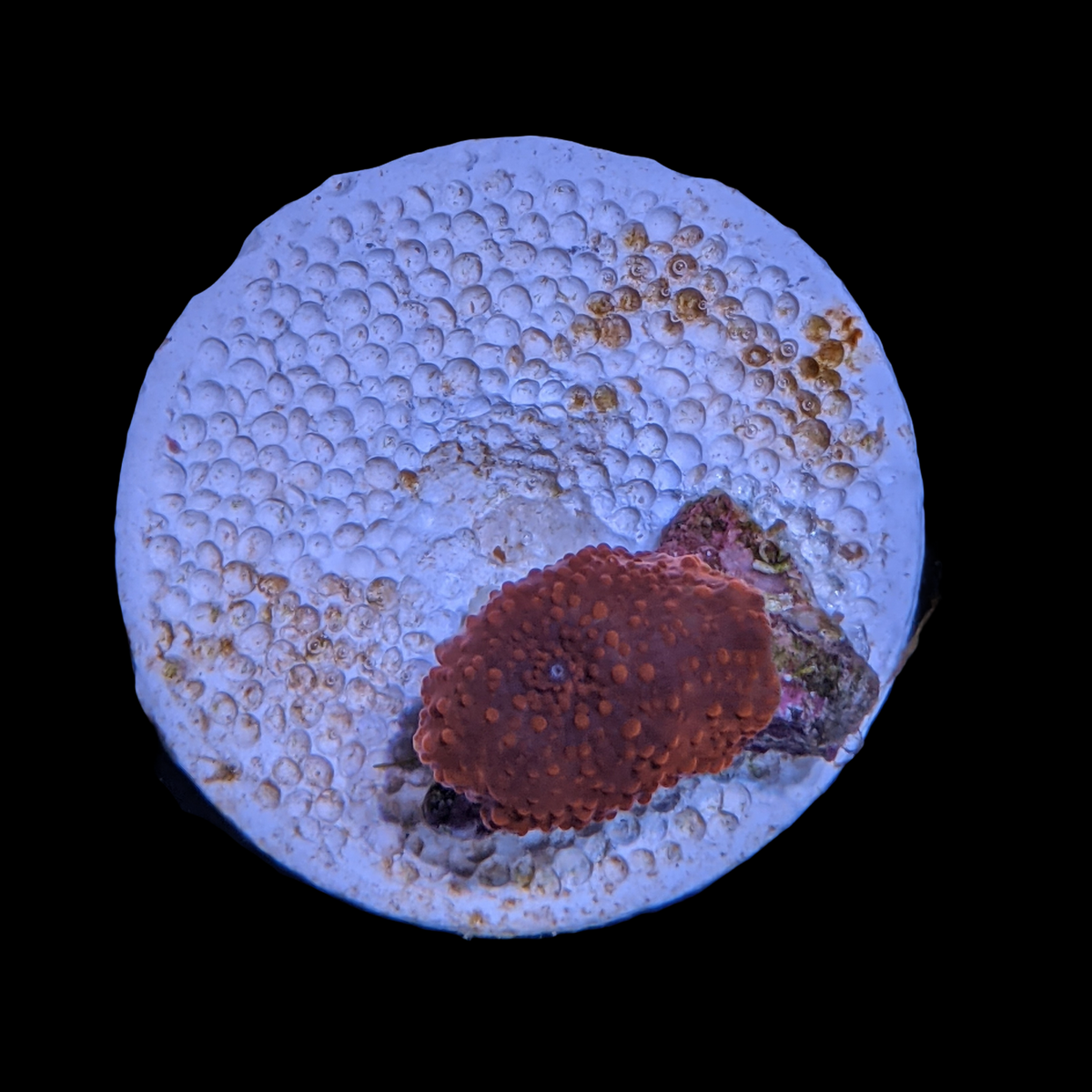 Rusty Red Mushroom