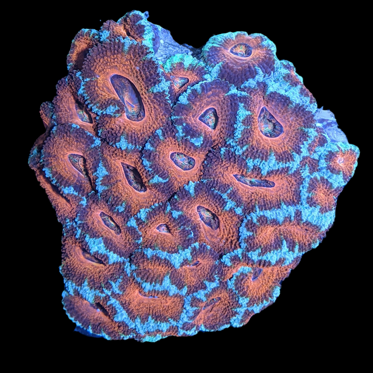 Acanthastrea Lordhowensi Colony