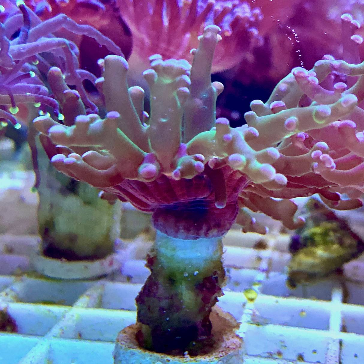 Branching Green Frogspawn Frag (Single Head)