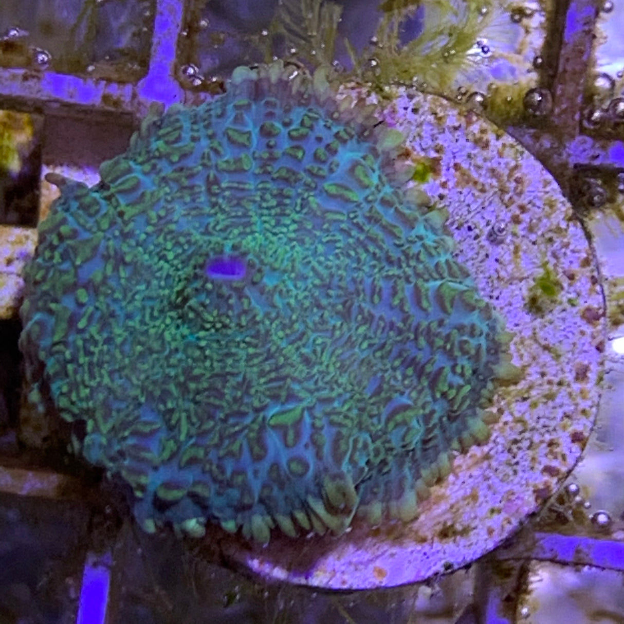 Green Mushroom