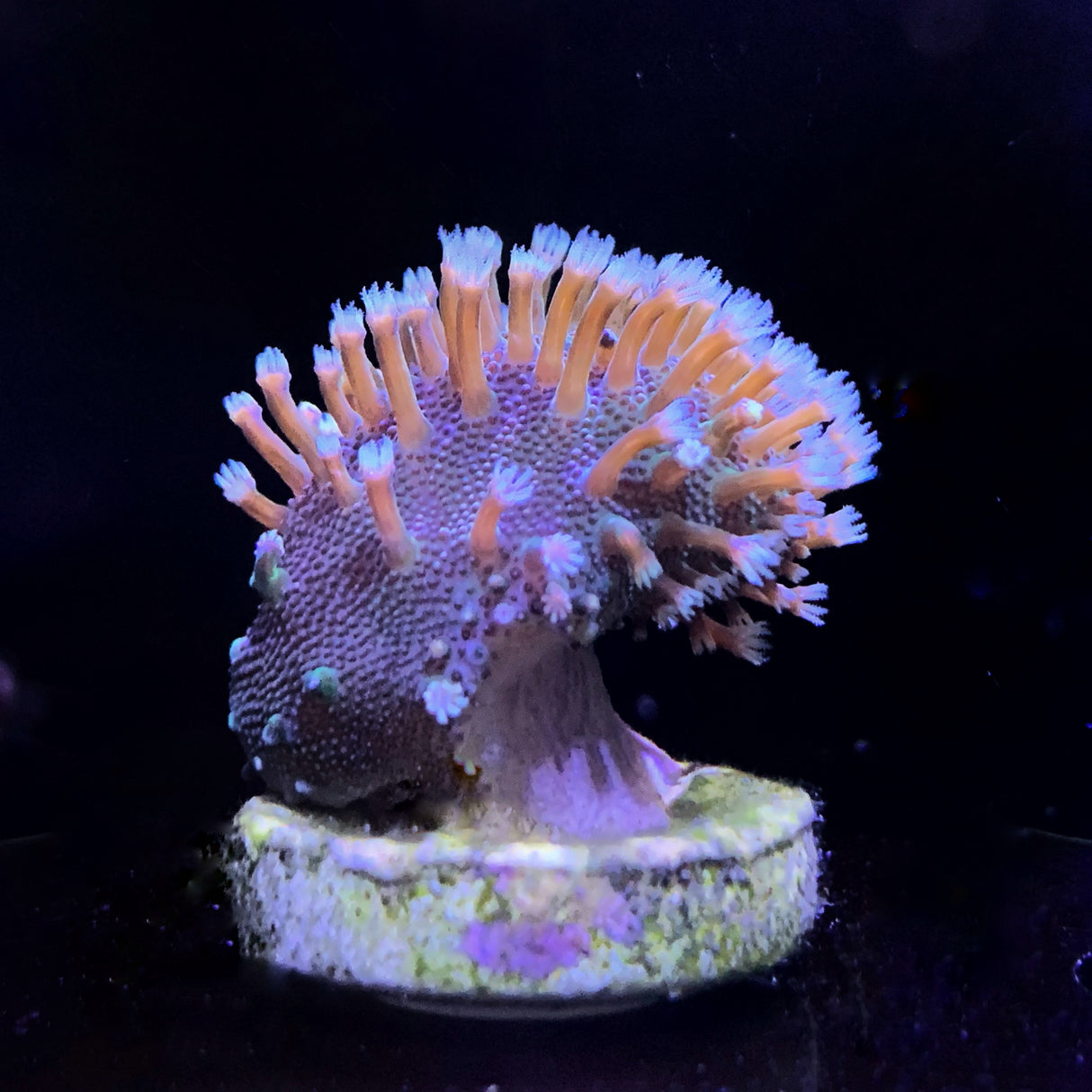 Toadstool coral