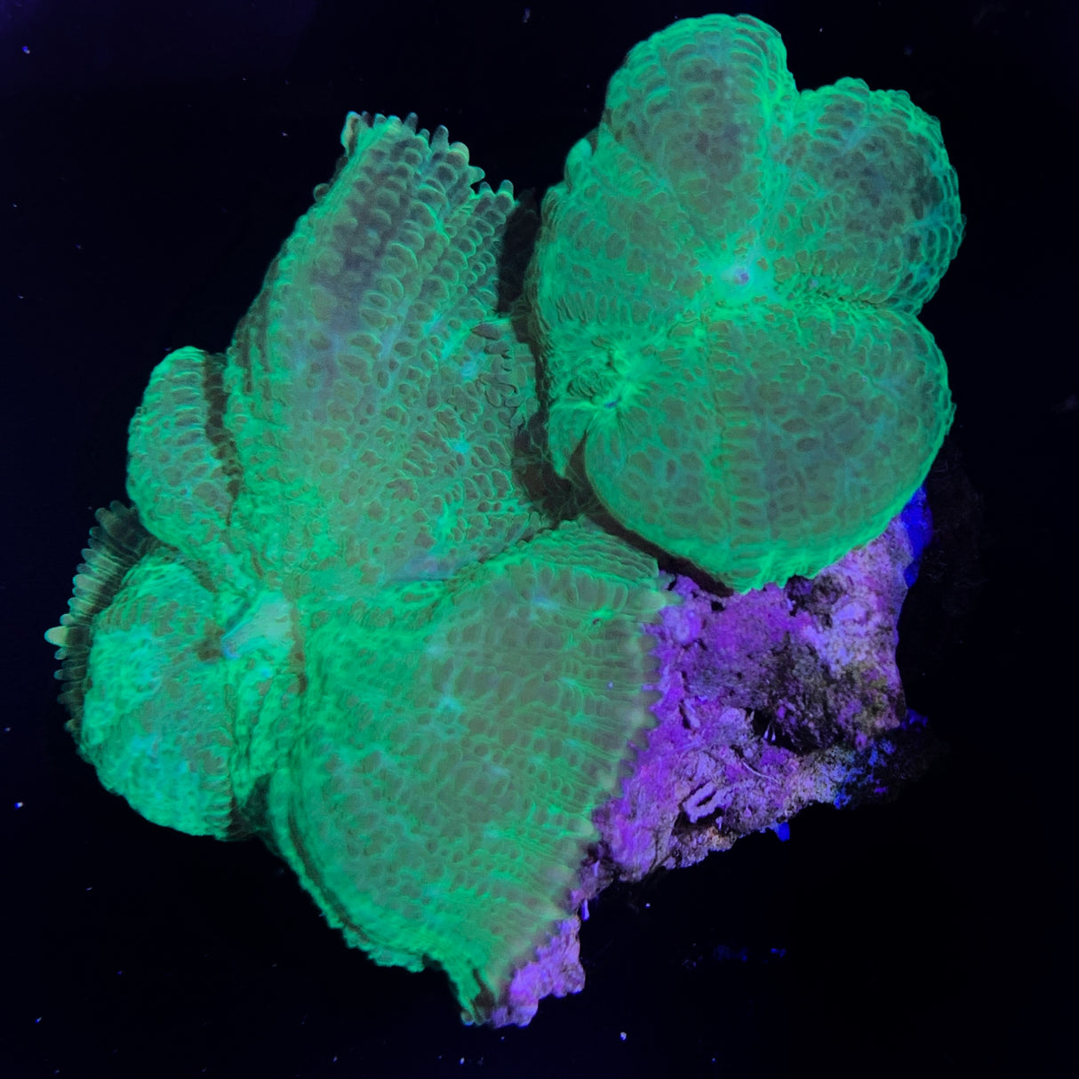 Green Mushrooms