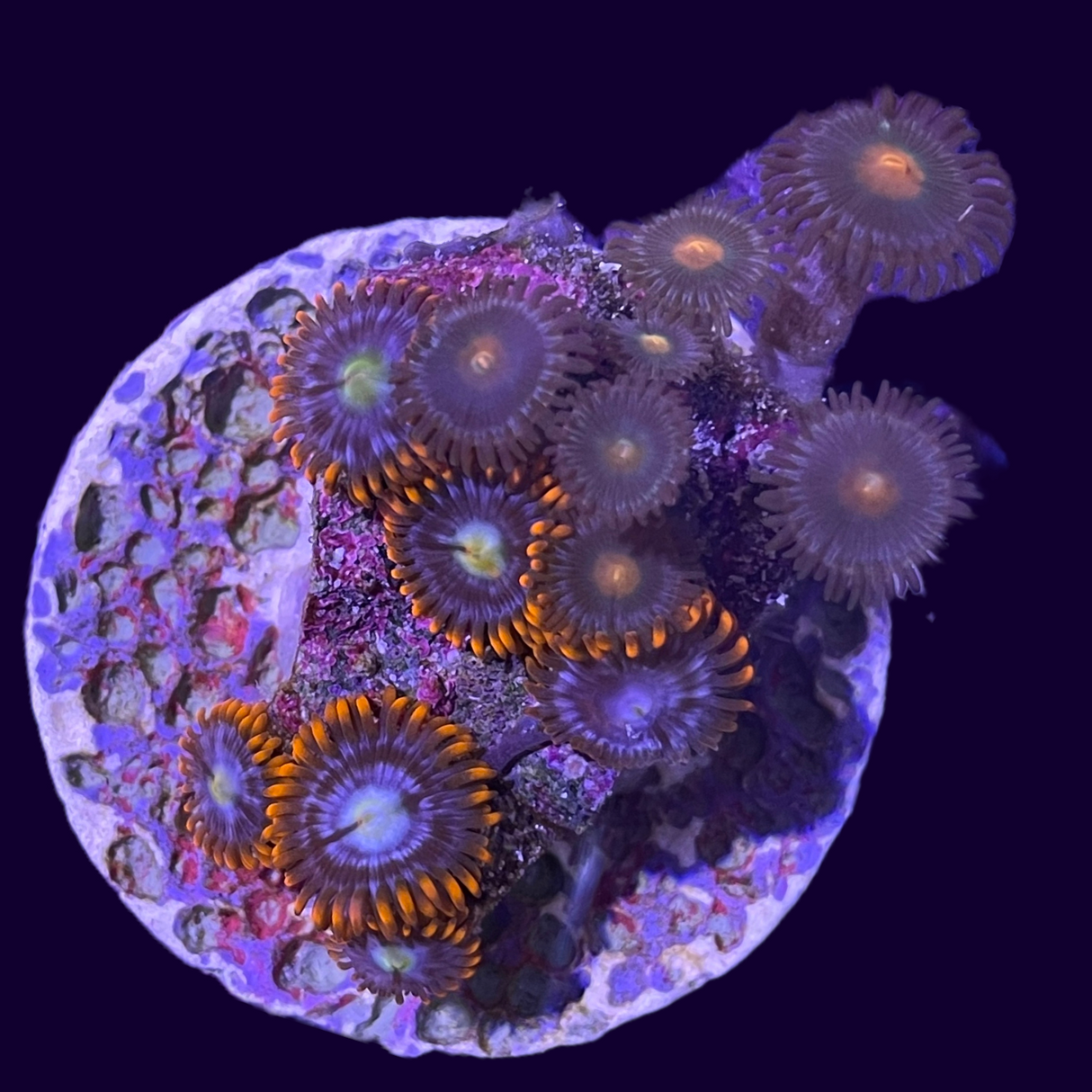Large Zoa Frag