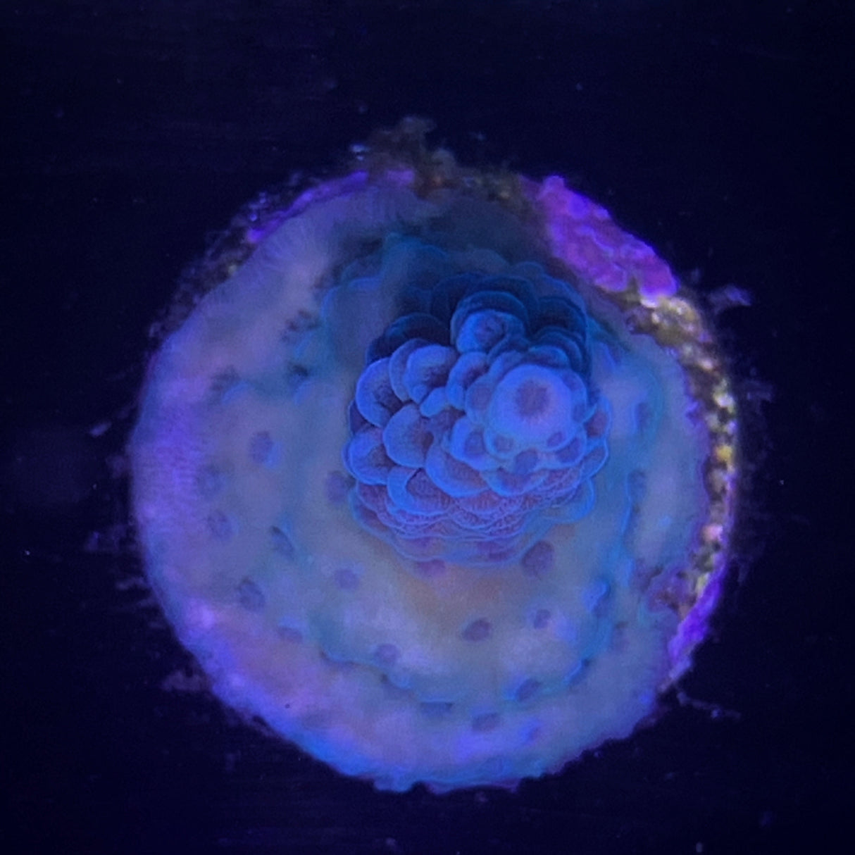 Acropora Frag